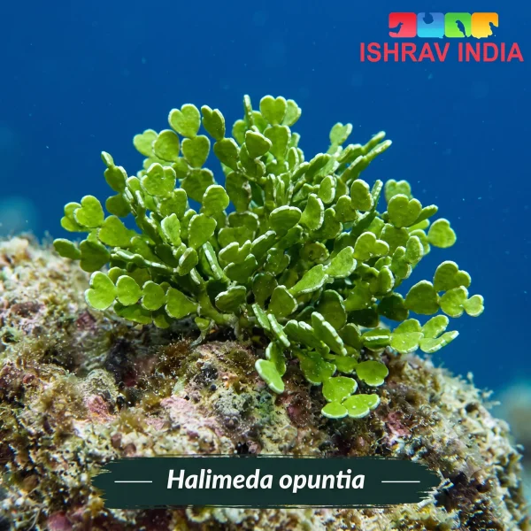 Halimeda opuntia marine macroalgae for a saltwater aquarium