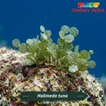 Halimeda tuna marine macroalgae for a saltwater aquarium