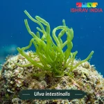 Ulva intestinalis marine macroalgae for a saltwater aquarium