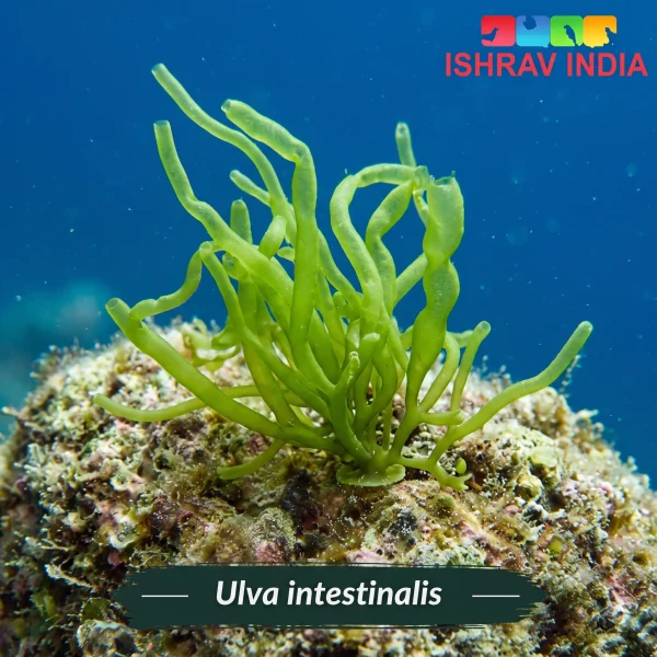 Ulva intestinalis marine macroalgae for a saltwater aquarium