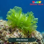 Ulva lactuca marine macroalgae for a saltwater aquarium