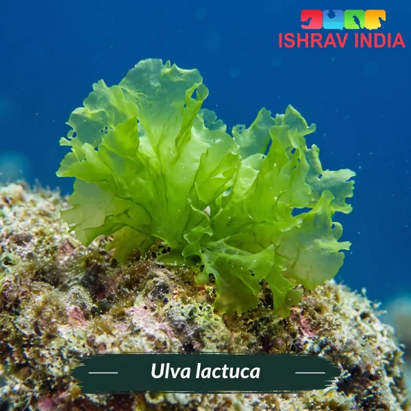 Ulva lactuca marine macroalgae for a saltwater aquarium